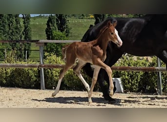 Selle Français, Stallion, , 16,2 hh, Chestnut-Red