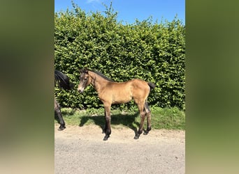 Selle Français, Stallion, , Bay-Dark