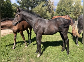 Selle Français, Stallion, Foal (05/2026), Bay-Dark