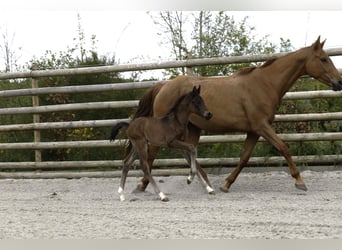 Selle Français, Stallion, , Brown