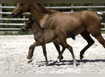 Selle Français, Stallion, , Brown