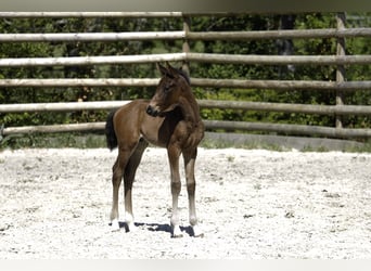 Selle Français, Stallion, , Brown