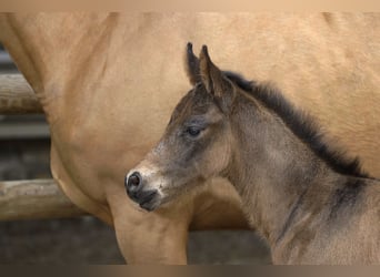 Selle Français, Stallion, , Brown