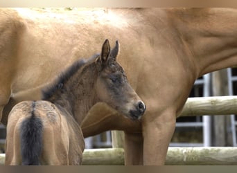 Selle Français, Stallion, , Brown