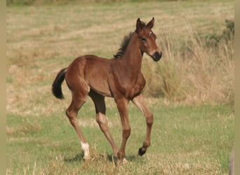 Selle Français, Stallion, , Brown