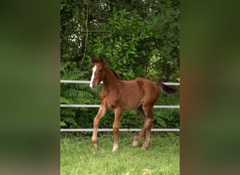 Selle Français, Stallion, Foal (03/2025), Brown