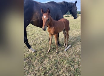 Selle Français, Stallion, Foal (07/2025), Brown