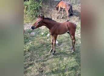 Selle Français, Stallion, Foal (07/2025), Brown