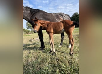 Selle Français, Stallion, Foal (07/2025), Brown