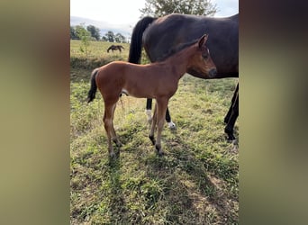 Selle Français, Stallion, Foal (07/2025), Brown
