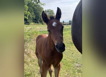 Selle Français, Stallion, Foal (07/2025), Brown