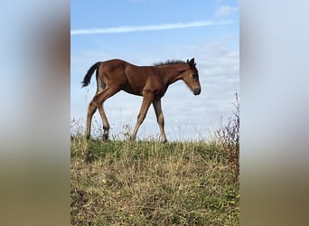 Selle Français, Stallion, Foal (07/2025), Brown