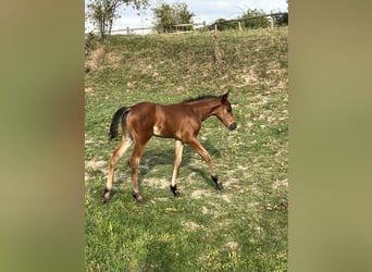 Selle Français, Stallion, Foal (07/2025), Brown