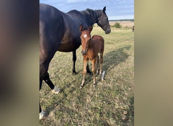 Selle Français, Stallion, Foal (07/2025), Brown