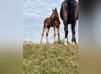 Selle Français, Stallion, Foal (07/2025), Brown