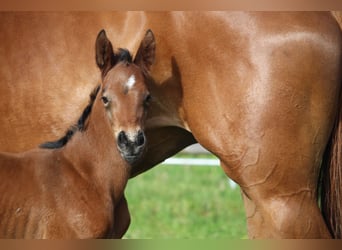 Selle Français, Stallion, Foal (06/2025), Brown