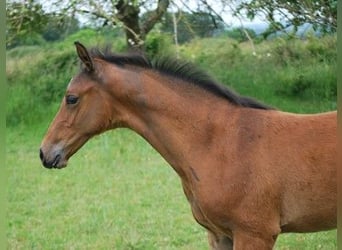 Selle Français, Stallion, Foal (01/2024), Brown