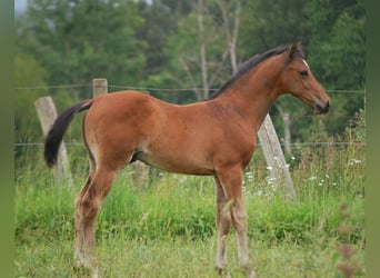 Selle Français, Stallion, Foal (01/2024), Brown