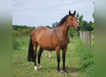 Selle Français, Stallion, Foal (01/2024), Brown
