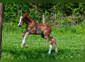 Selle Français, Stallion, , Chestnut-Red
