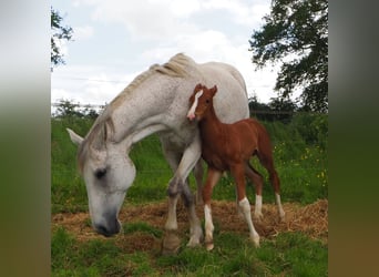 Selle Français, Stallion, Foal (05/2024), Chestnut-Red