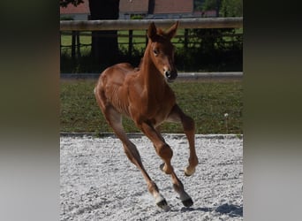 Selle Français, Stallion, , Chestnut-Red