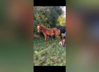 Selle Français, Stallion, Foal (06/2024), Chestnut