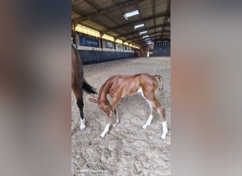 Selle Français, Stallion, Foal (01/2026), Chestnut