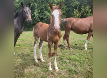 Selle Français, Stallion, Foal (05/2025), Chestnut