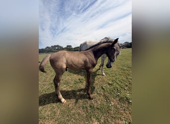 Selle Français, Stallion, Foal (05/2026), Grey-Dark-Tan