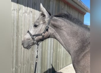 Selle Français, Stallion, Foal (04/2026), Grey