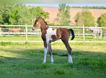 Selle Français, Stallion, Foal (06/2025), Pinto