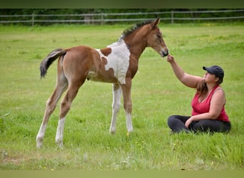 Selle Français, Stallion, Foal (06/2025), Pinto
