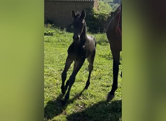 Selle Français, Stallion, , Smoky-Black