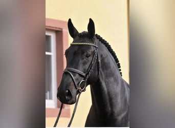 Selle Français, Stallion, 17 years, 16.1 hh, Smoky-Black
