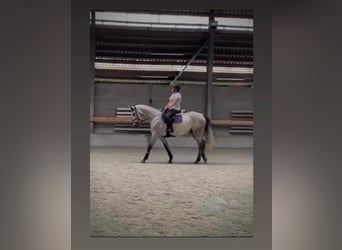 Selle Français, Stallone, 10 Anni, 170 cm, Grigio