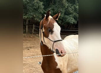 Selle Français, Stallone, 1 Anno, 165 cm, Tobiano-tutti i colori