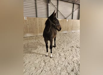 Selle Français, Stallone, 1 Anno, 170 cm, Baio