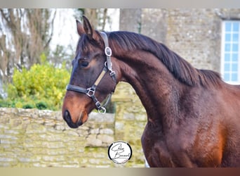 Selle Français, Stallone, 2 Anni, 163 cm, Baio scuro