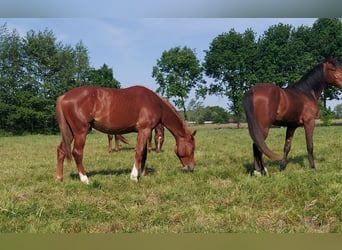 Selle Français, Stallone, 3 Anni, 172 cm, Sauro