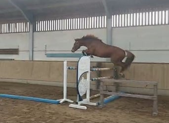 Selle Français, Stallone, 3 Anni, 172 cm, Sauro