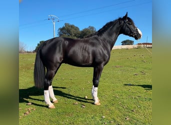 Selle Français, Stallone, 7 Anni, 170 cm, Morello