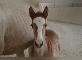 Selle Français, Stallone, , 100 cm, Sauro