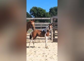 Selle Français Mix, Stallone, Puledri (01/2026), 160 cm, Tobiano-tutti i colori