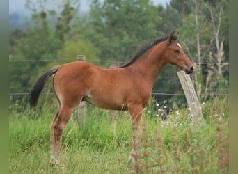 Selle Français, Stallone, Puledri
 (01/2024), Baio