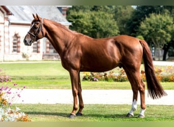 Selle Français, Stallone, 14 Anni, 168 cm, Sauro