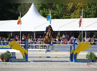 Selle Français, Stallone, 14 Anni, 168 cm, Sauro