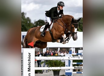 Selle Français, Stallone, 12 Anni, 174 cm, Sauro scuro