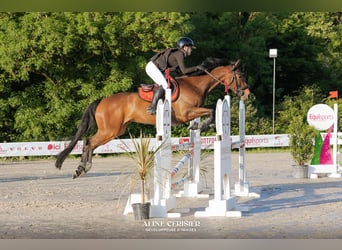 Selle Francais, Stute, 10 Jahre, 162 cm, Brauner