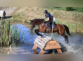Selle Francais, Stute, 10 Jahre, 166 cm, Brauner